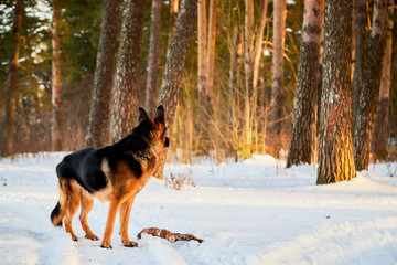 Dog German Shepherd in a forest in a winter