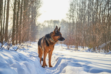 Dog German Shepherd in a forest in a winter