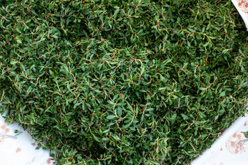madimak grass close-up, madimak herb for cooking,
