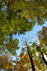 Green Forest. Beautiful view of nature. Landscape photo of green forest. Forest nature on a sunny day. Beautiful nature of Germany. Photo of forests in  Germany.