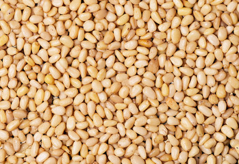 pine nut texture