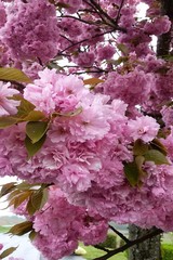 blooming  fruit-tree