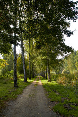 Fototapeta premium Green Forest. Beautiful view of nature. Landscape photo of green forest. Forest nature on a sunny day. Beautiful nature of Germany. Photo of forests in Germany.