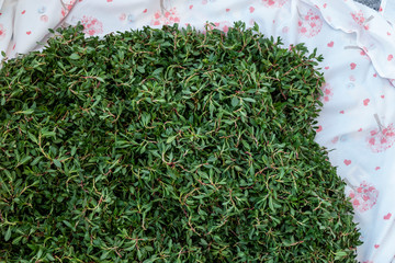 madımak food consumed as fresh grass, knotweed grass to the turkey,,madimak grass close-up, madimak herb for cooking,