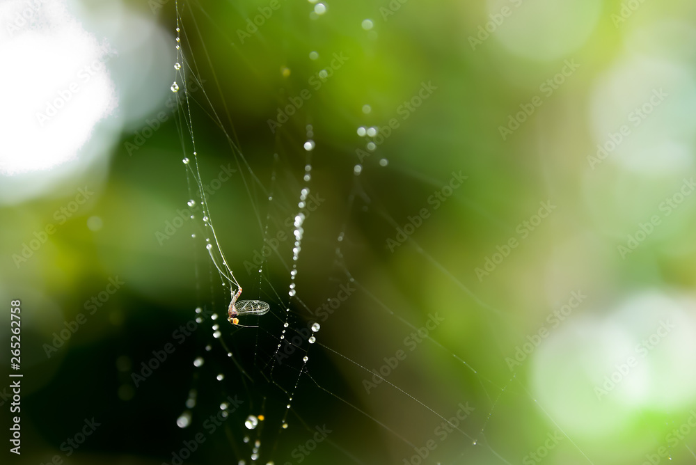 Sticker the white-robed insect is attached to the spider's fiber.