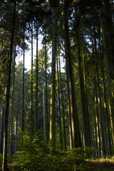 Green Forest. Beautiful view of nature. Landscape photo of green forest. Forest nature on a sunny day. Beautiful nature of Germany. Photo of forests in  Germany.