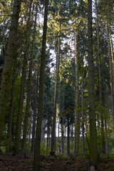 Green Forest. Beautiful view of nature. Landscape photo of green forest. Forest nature on a sunny day. Beautiful nature of Germany. Photo of forests in  Germany.