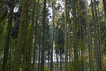 Green Forest. Beautiful view of nature. Landscape photo of green forest. Forest nature on a sunny day. Beautiful nature of Germany. Photo of forests in  Germany.