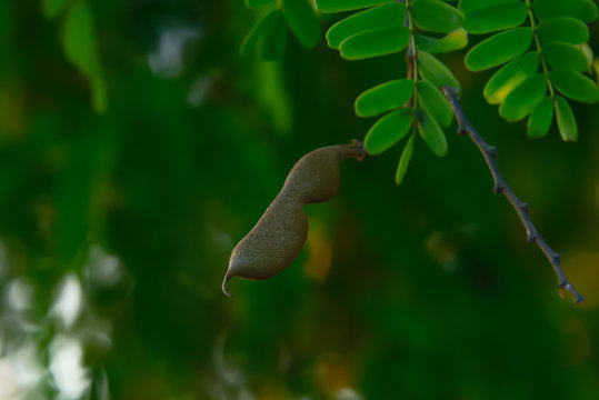 Soft tamarind pods