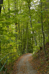 Obraz premium Green Forest. Beautiful view of nature. Landscape photo of green forest. Forest nature on a sunny day. Beautiful nature of Germany. Photo of forests in Germany.
