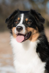 Portrait of an Australian Shepherd