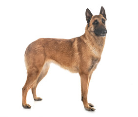 belgian shepherd malinois
