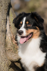 Australian Shepherd side shot