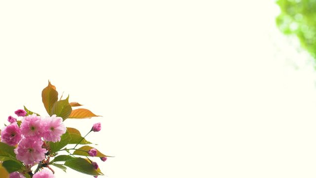 Beautiful natural floral frame of cute delicate branch of sakura tree with blooming pink flowers and green blurry foliage isolated on white background.