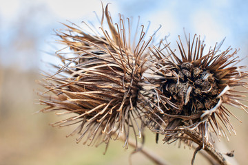 Dry flower photo Macro arctium Lappa, greater burdock. Macro dry flower in the sunset. Dried flower foliage at sunset.