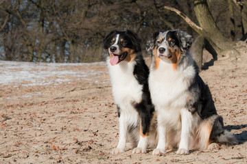 Australian Shepherds sitting