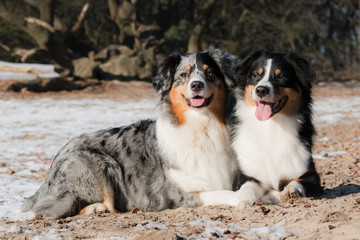 Two Australian Shepherds lying down