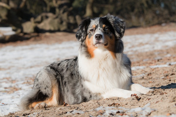 Australian Shepherd lying down