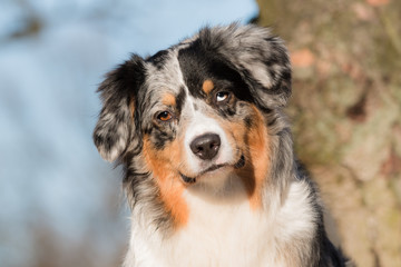 Australian Shepherd listening
