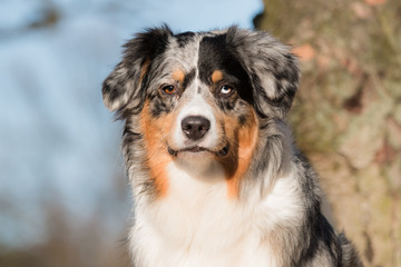 Australian Shepherd headshot