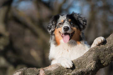 Australian Shepherd with paws on tree