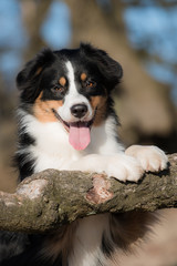 Australian Shepherd with paws up