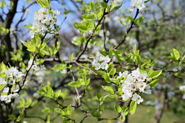 White flowers of pear tree on tree branch.