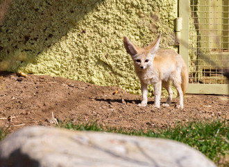 Fennec Fox. The small, smaller cat, Fox with huge ears and a long fluffy tail. On brief pointed muzzle — big black eyes, black nose, big ears. Thanks to these powerful locators, the animal catches the