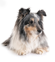 shetland sheepdog in studio