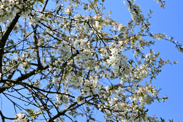 White cherries flowers on a tree branch.