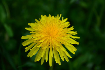 beautiful yellow dandelion and honey bee in a green field