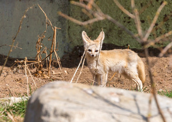 Fennec Fox. The small, smaller cat, Fox with huge ears and a long fluffy tail. On brief pointed muzzle — big black eyes, black nose, big ears. Thanks to these powerful locators, the animal catches the