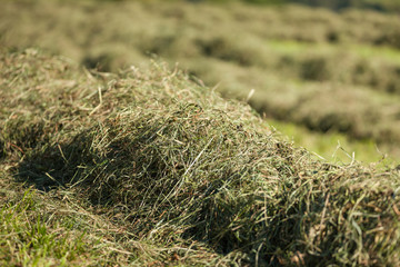 Rural scene during hay harvest in Villnoess in Dolomites