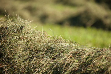 Rural scene during hay harvest in Villnoess in Dolomites