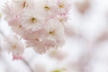 Spring blooming white cherry blossoms, Japan