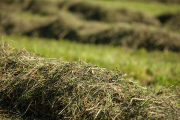 Naklejka premium Rural scene during hay harvest in Villnoess in Dolomites