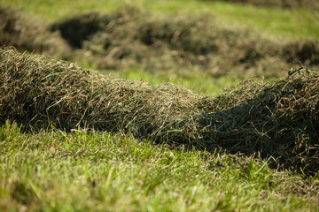 Rural scene during hay harvest in Villnoess in Dolomites