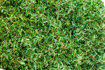 madımak food consumed as fresh grass, knotweed grass to the turkey, madimak grass close-up, madimak herb for cooking,