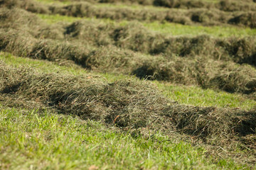 Rural scene during hay harvest in Villnoess in Dolomites