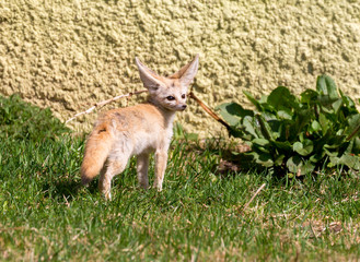 Fennec Fox. The small, smaller cat, Fox with huge ears and a long fluffy tail. On brief pointed muzzle — big black eyes, black nose, big ears. Thanks to these powerful locators, the animal catches the