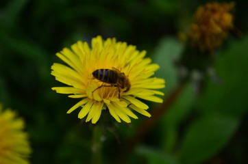 beautiful yellow dandelion and honey bee in a green field