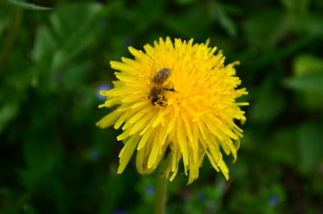 beautiful yellow dandelion and honey bee in a green field