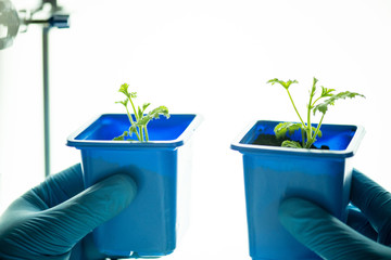 Close-up of unrecognizable agricultural scientist in rubber gloves holding two blue containers with seedlings while comparing plants grown in different conditions