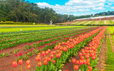 Rows of beautiful tulips in the Dandenong Ranges near Melbourne