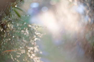 Wet green leaves,Spot focus Close-up, green leaves Blurred bokeh  and fair lens as background In...