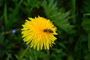 beautiful yellow dandelion and honey bee in a green field