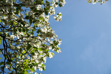 ハナミズキと青空