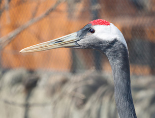 Fototapeta premium Red-crowned crane. The Japanese crane is a sacred bird in Japan and in China. The Japanese crane is one of the largest, its height is about 158 cm, and the weight is 7.5 kg. Most of the plumage, inclu