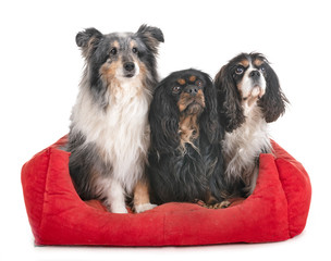 little dogs in studio