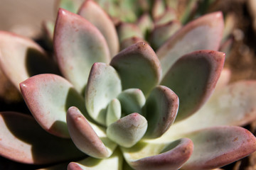 Desert Plants